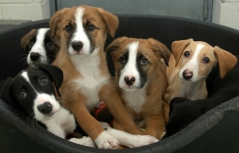 FCC organises volunteer event with abandoned animals at ANAA for 10 April